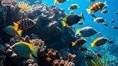 پرورش ماهیان زینتی؛ از بروجرد به بازارهای جهانی