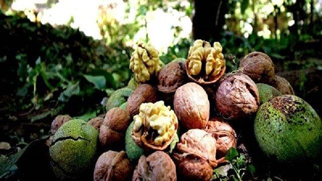 لرستان، قطب بی‌رقیب گردوی ایران