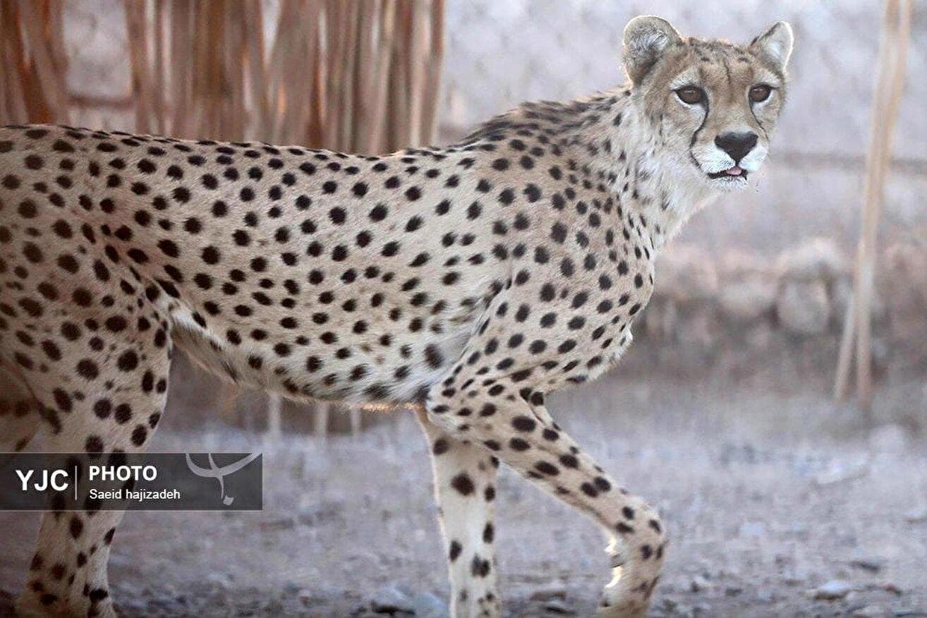 به مناسبت روز ملی حفاظت از یوز ایرانی