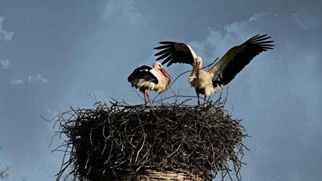 پرواز لک‌لک‌ها در بدرقه ماه نو