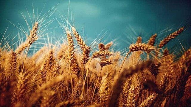 از خوشه‌های زرین تا ارزآوری؛ آینده صادرات گندم لرستان