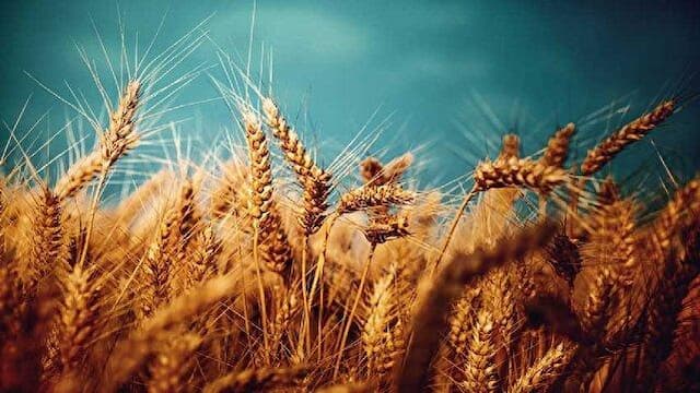 از خوشه‌های زرین تا ارزآوری؛ آینده صادرات گندم لرستان