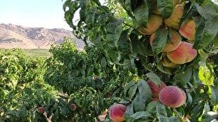 پیش‌بینی برداشت ۴۰ هزار تن هلو در چهارمحال و بختیاری