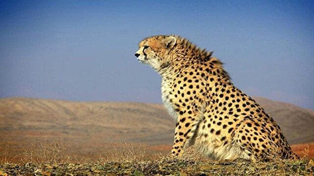 یوز‌های آسیایی در نایبندان دیده شدند