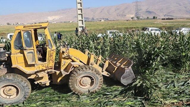 امحای ۹ هکتار از محصولات کشاورزی آبیاری شده با فاضلاب در همدان