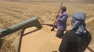 پرداخت ۹۴درصد از مطالبات گندم‌کاران در اردبیل