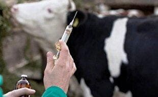 واکسیناسیون تب برفکی در قم اجرایی می شود