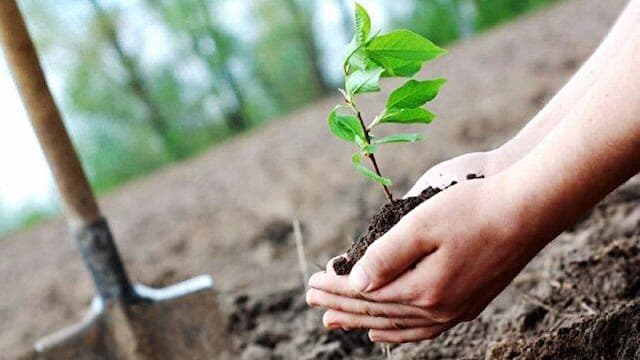 سواحل مازندران تبدیل به جنگل می‌شوند