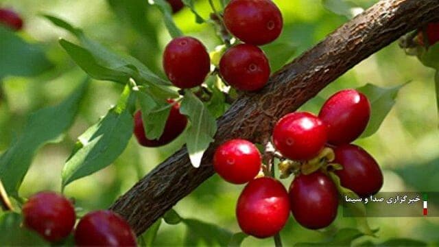 آذربایجان شرقی دومین تولیدکننده زغال اخته در کشور