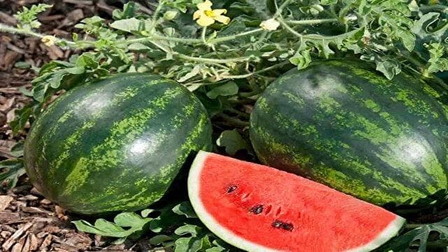 کشور‌های حوزه خلیج فارس و روسیه خریدار هندوانه بیضا