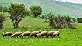 چرای دام بدون پروانه؛ تخلفی قانونی