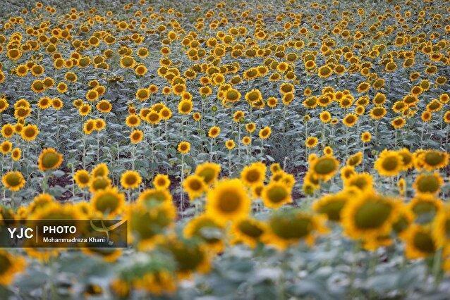 مزرعه ۳۵ هکتاری آفتابگردان