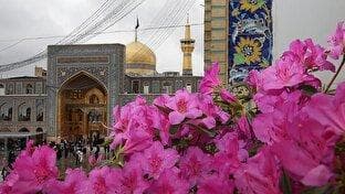 گل‌آرایی حرم مطهر رضوی به مناسبت میلاد پیامبر اکرم (ص) و امام صادق (ع) + فیلم