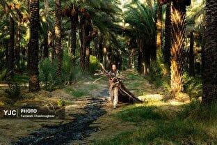 موسم خرما