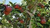 پیچیدن عطر سیب در خضری دشت بیاض