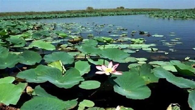 تالاب انزلی با اجرای پروژه‌های تصفیه خانه فاضلاب احیاء می‌شود