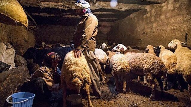 دامداری سنتی در لرستان؛ میراثی ریشه‌دار با چالش‌های تلخ امروز