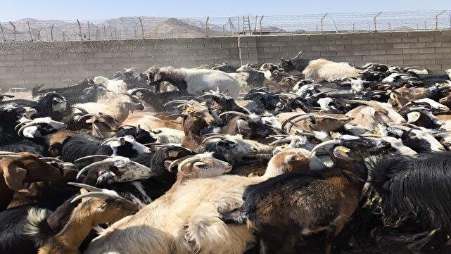 جشن «تکه حوری»؛ نماد امید و همزیستی با طبیعت + عکس