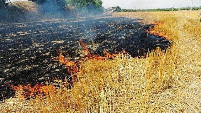 سوزندان کاه و کلش برنج جرم است