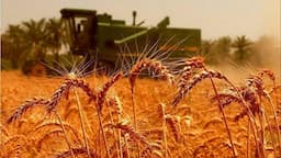ثبت بیشترین میزان خرید گندم در بیجار /۱۰ درصد خرید تضمینی گندم کشور در کردستان