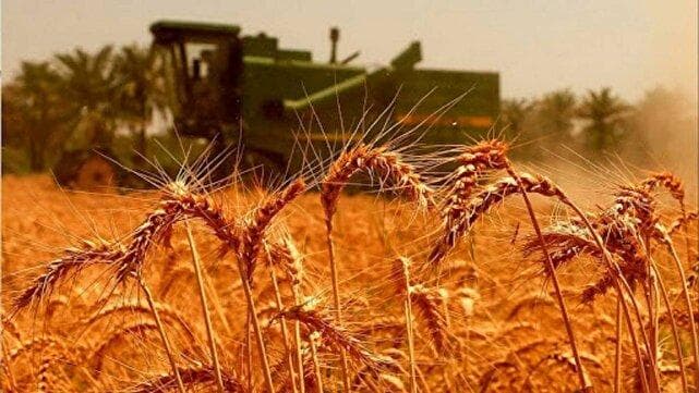 ثبت بیشترین میزان خرید گندم در بیجار /۱۰ درصد خرید تضمینی گندم کشور در کردستان