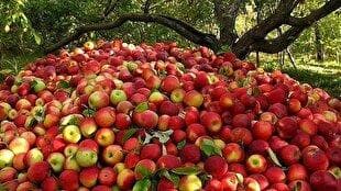 کاهش ۴۰ درصدی تولید محصولات باغی یکی از علل نوسان قیمت