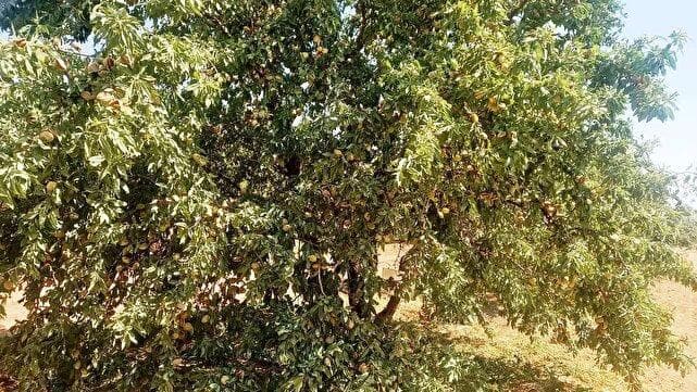 برداشت بادام از سطح ۱۱۷۵ هکتار بادامستان‌های بارور استهبان