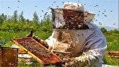 شیرین شدن کام خارجی‌ها با عسل خراسان جنوبی