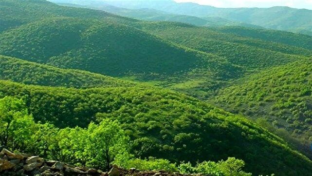 از پرندگان مهاجر تا گیاهان بومی؛ شگفتی‌های تنوع زیستی در جنگل‌های زاگرس لرستان