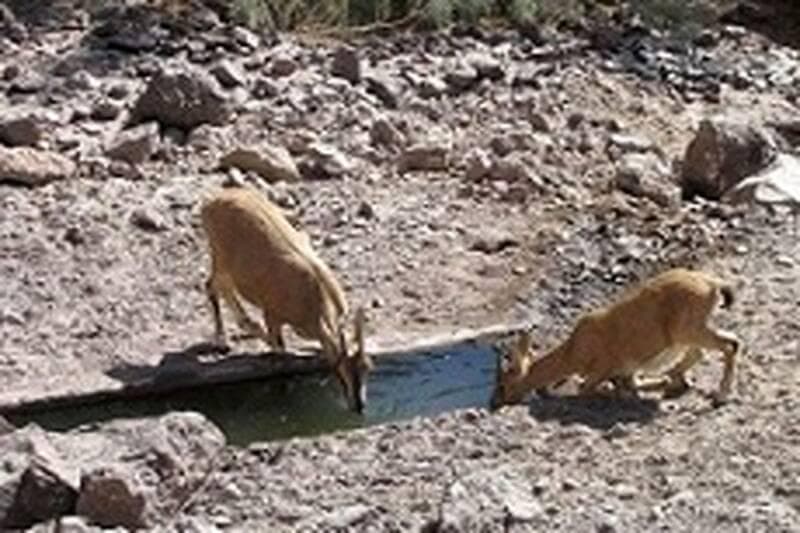 فیلم/ آب‌رسانی به جانوران تشنه در دل گرمای تابستان