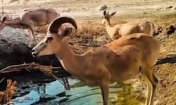 فیلم/ آب‌خوردن بزهای کوهی در طبیعت بندرلنگه