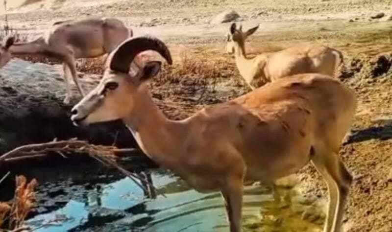 فیلم/ آب‌خوردن بزهای کوهی در طبیعت بندرلنگه