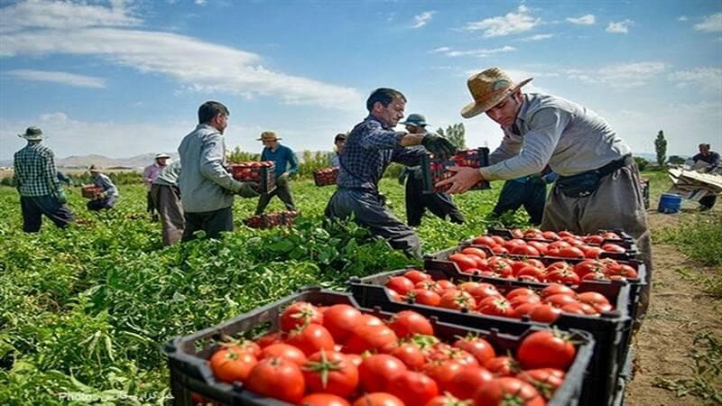 فیلم/ آغاز برداشت گوجه‌فرنگی از مزارع فاروج