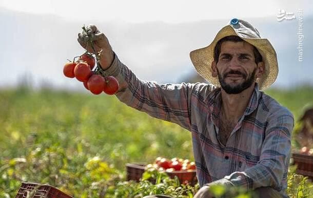 عکس/ برداشت گوجه‌فرنگی در کامیاران