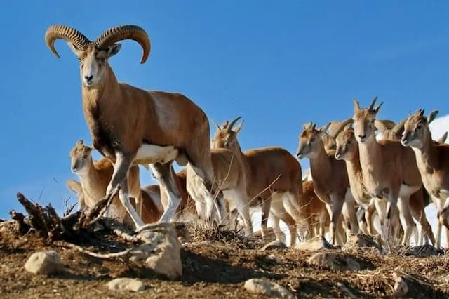 تصاویر زیبا از گله‌های بزرگ کل و بز وحشی در استان قزوین