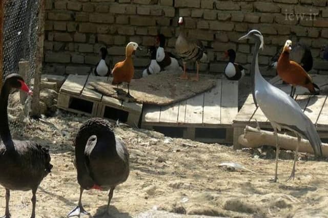 فیلم/ کشف پرندگان وحشی در باغ خصوصی