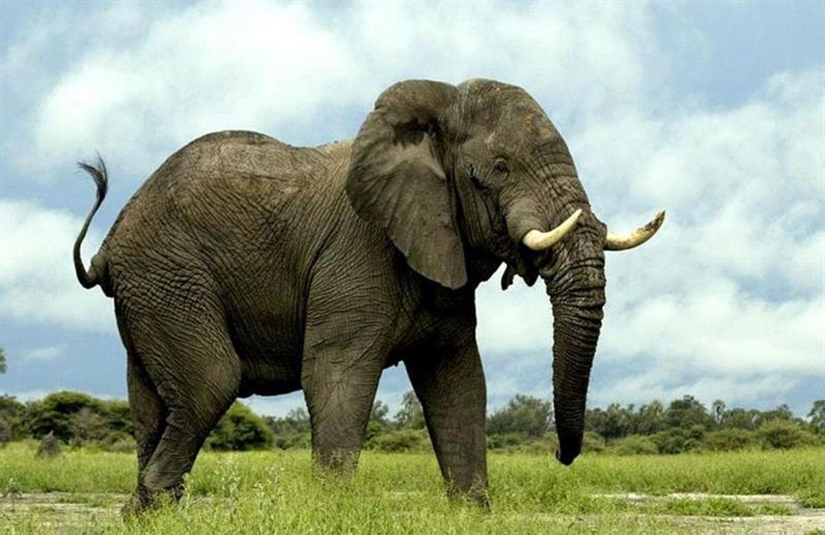 سلفی مرگبار در هند؛ گردشگر زیر پای فیل وحشی + ویدئو