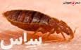 ساس چیست و آموزش سم پاشی ساس تختخواب