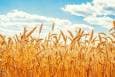 جلسه کارشناسی برای تعیین قیمت گندم امروز برگزار می‌شود