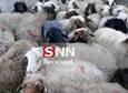 توقیف کامیونت حامل ۸۸ رأس احشام قاچاق در فردوس