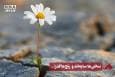 نورنما | سختی‌‌ها سایه‌اند و رنج‌ها گذرا...