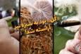 دوفوریتی |《گل 》بود به سبزه نیز آراسته شد!