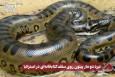 نورنما | نبرد دو مار پیتون روی سقف کتابخانه‌ای در استرالیا
