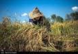 جیب پرپول دلالان با برنج ۳۰۰ هزار تومانی/ باز هم برنجکاران شمالی قربانی ‌شدند!