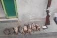 دستگیری ۲ شکارچی غیرمجاز کبک در بیجار