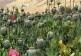 کشت مخدر داخل کشور؛ مسئولان درگیر بررسی، سودجویان مشغول برداشت!