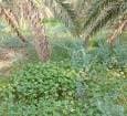 کشت چای ترش در هویزه
