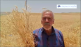 پرداخت ۲ هزار و ۴۳۳ میلیارد تومان از مطالبات گندمکاران زنجانی