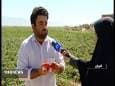 مبارزه بیولوژیک با آفات در ۳۰۰ هکتار مزارع گوجه فرنگی خراسان شمالی