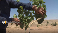 احداث باغ میوه توت در روستای بازَرجان شهرستان تفرش